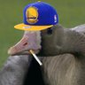 NBA Casual profil fotoğrafı