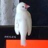chicotan profil fotoğrafı