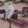 أبو بندر 🇸🇦 profil fotoğrafı