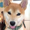Фото профиля とよきち