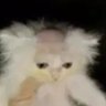 Profilbild von Tenshitenshi