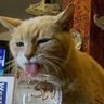 Фото профиля κετελαπόνγκο και γάτες 🙀