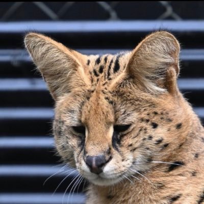 ruvik0728's profile picture
