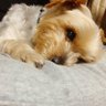 理玖's profile picture