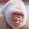 Profilbild von Izzy Glizzy Gobbler