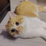 大Kaka每日吃瓜 profil fotoğrafı