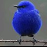 Philipo Aliaka's profile picture