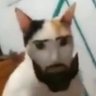 Average_Meow_Enjoyer 🕉️ 🇮🇳 的头像