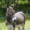 mulesoftheearth 的头像