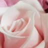 carmen lee's profile picture