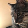 居酒屋ミシシッピ profil fotoğrafı