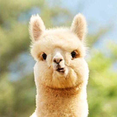 sleepyandfunny's profile picture