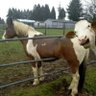 Фото профиля PhotobombingCow