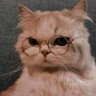 🌧️ıllıllı v𝔸ＲＳＨ𝐀 ıllıllı's profile picture