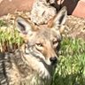 Lyle Coyotl profil fotoğrafı
