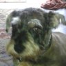 Mojo's profile picture