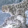 Kawa Ahengar profil fotoğrafı