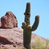 Profilbild von Cactuspants