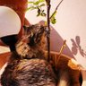 kily caddy🌲🍄🐈🏥🚜 profil fotoğrafı