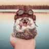 Ricky Mogensen's profile picture
