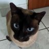 Influencer de Mim Mesmo's profile picture