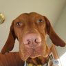 not normally human.'s profile picture
