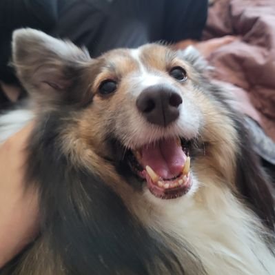 choe_gori's profile picture