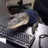 Profilbild von blazikinrl