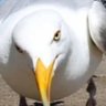 DC profil fotoğrafı