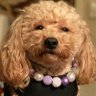Byrdiethebyrddog profil fotoğrafı