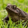 Le Crapaud Sauteur 的头像