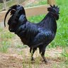 Jogoo KIMAKIA's profile picture