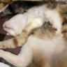 わたた 的头像