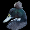 Фото профиля ɛ0ҳ 🦆