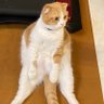 おさえ's profile picture