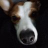 ADogsMother 的头像