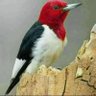 الكيان زعيم القصيم profil fotoğrafı