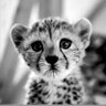 Golpi's profile picture