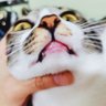 Bei@dcakoi's profile picture