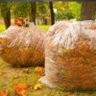 Фото профиля Leaf Bagging on Saturdays Guy