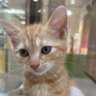 Kitty Cat 的头像