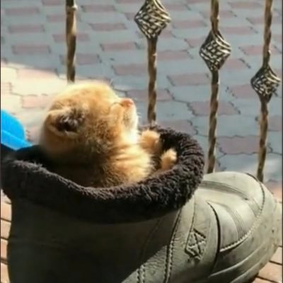 遛達.…'s profile picture
