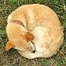 Turndog@てらりあかり profil fotoğrafı