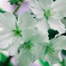 青い桜 的头像