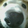 Profilbild von 小太り兄さん