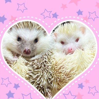 Shy1022_Teamo's profile picture