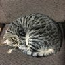 NekoのJin3 的头像