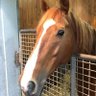 Фото профиля まっつん🐎