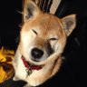 すかっしゅ's profile picture