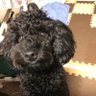 ムクちんマン🐶's profile picture